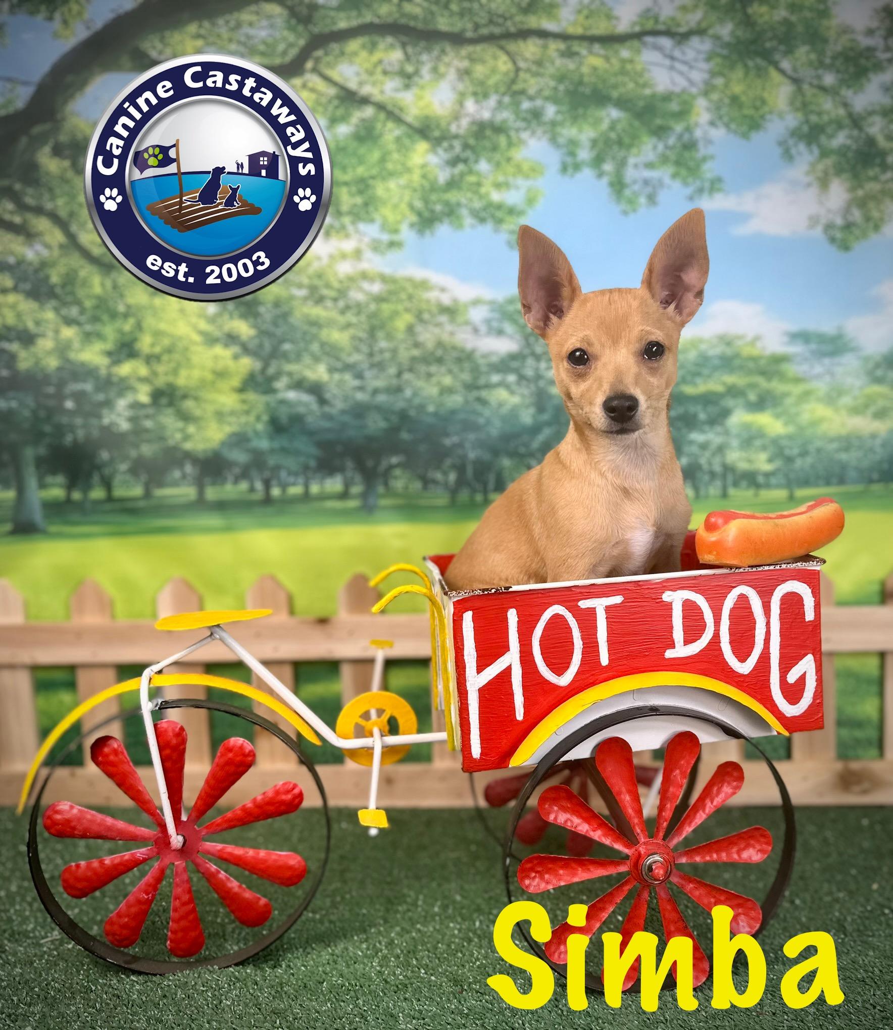 Simba photo 5
