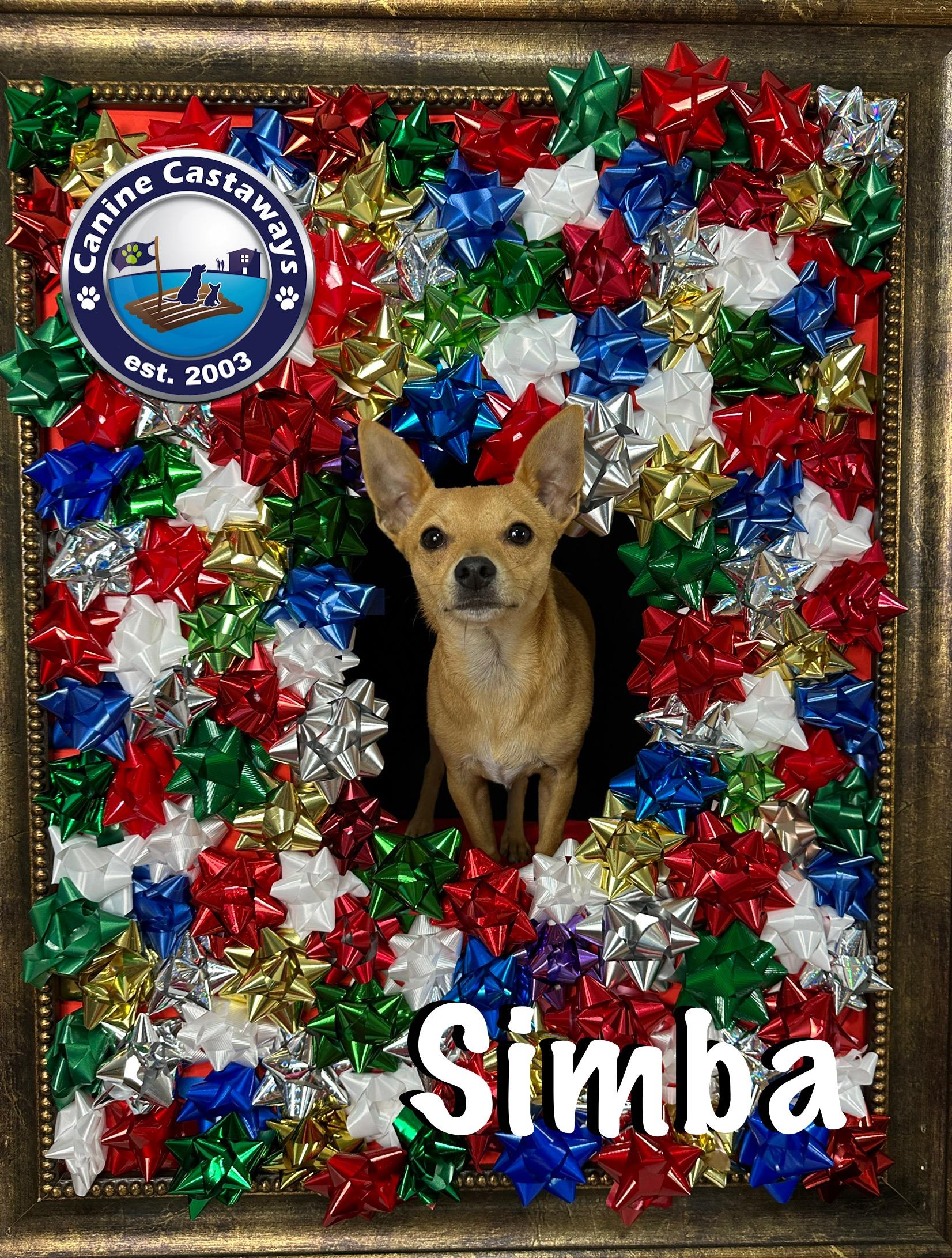Simba, a Adoptable mixed breed in Arcadia, FL image 5/5