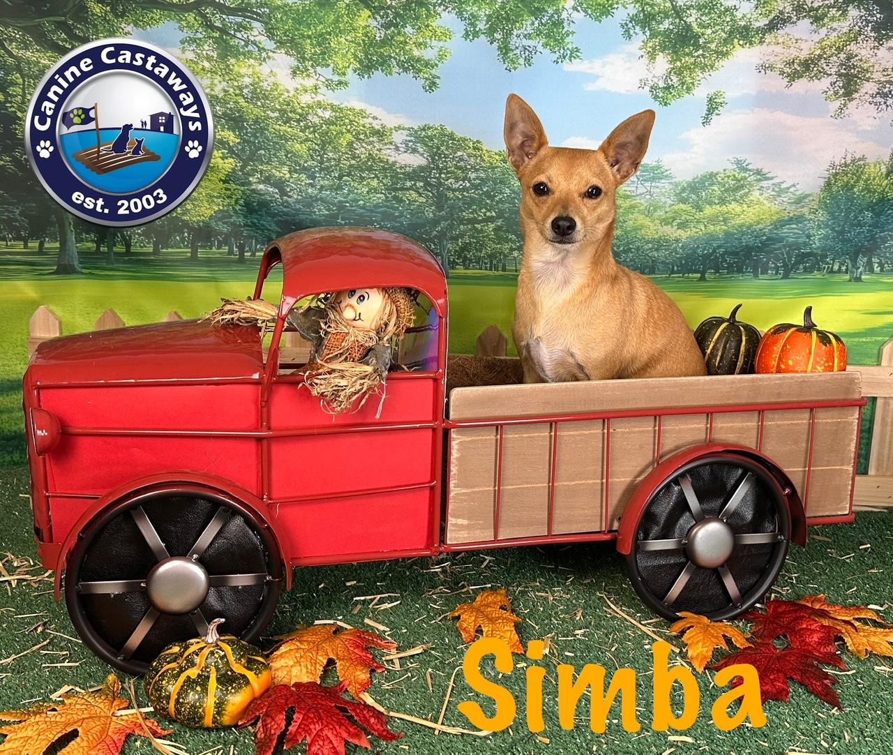 Simba, a Adoptable mixed breed in Arcadia, FL image 3/5