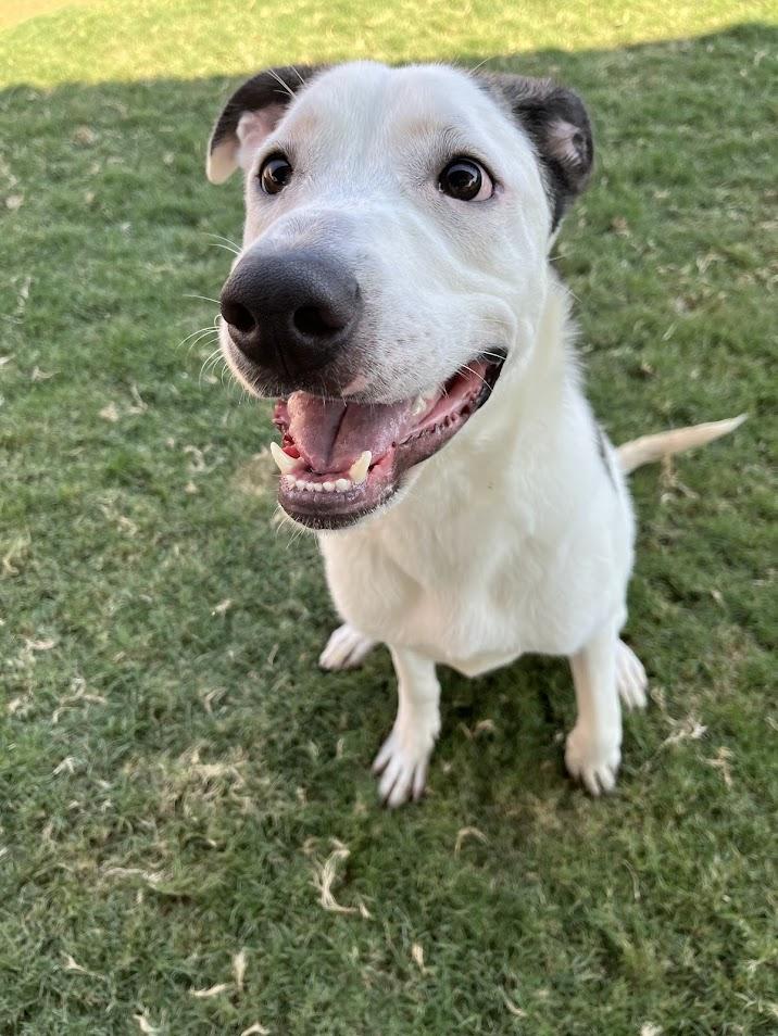 Enlarge Caisson* A209706, a Adoptable mixed breed in Plano, TX image 4/6