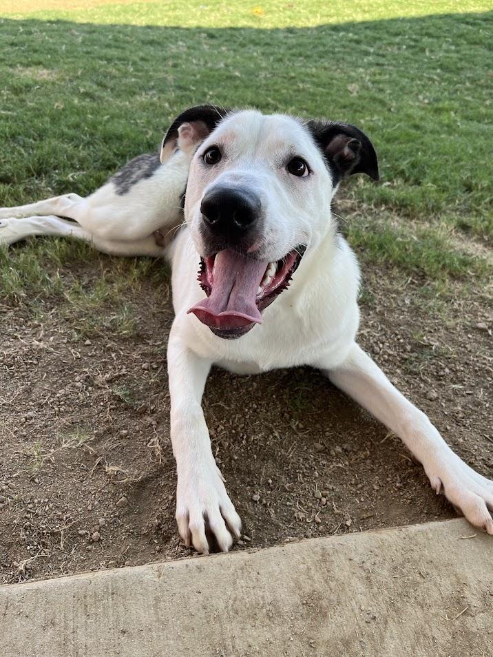 Enlarge Caisson* A209706, a Adoptable mixed breed in Plano, TX image 5/6