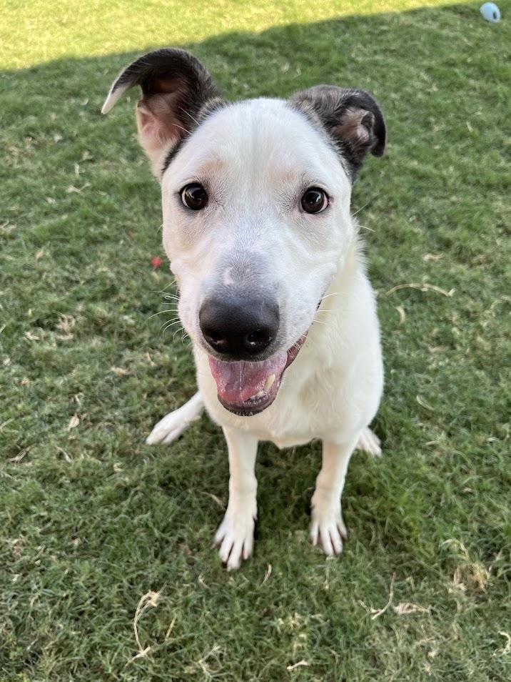 Enlarge Caisson* A209706, a Adoptable mixed breed in Plano, TX image 6/6