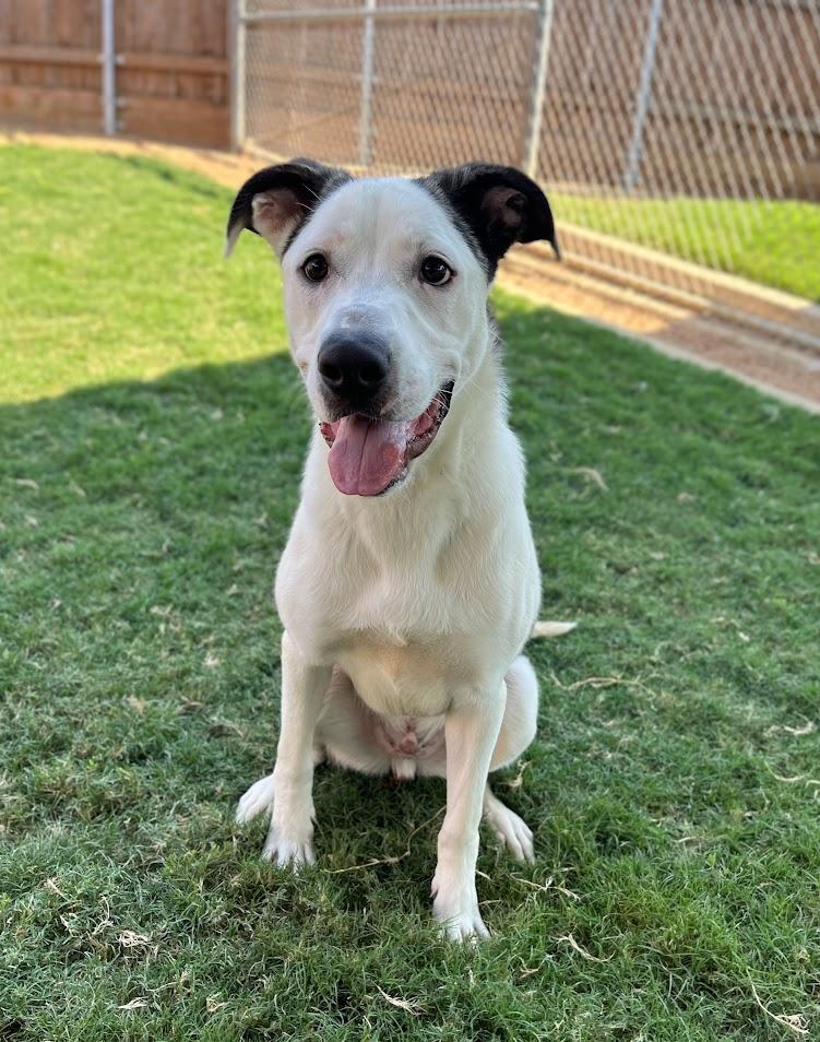 Enlarge Caisson* A209706, a Adoptable mixed breed in Plano, TX image 3/6