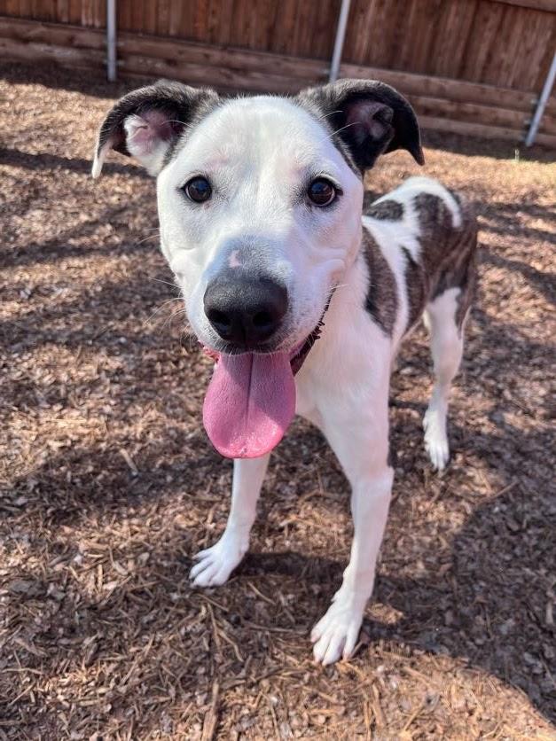 Caisson* A209706, an adopted mixed breed in Plano, TX image 1/6