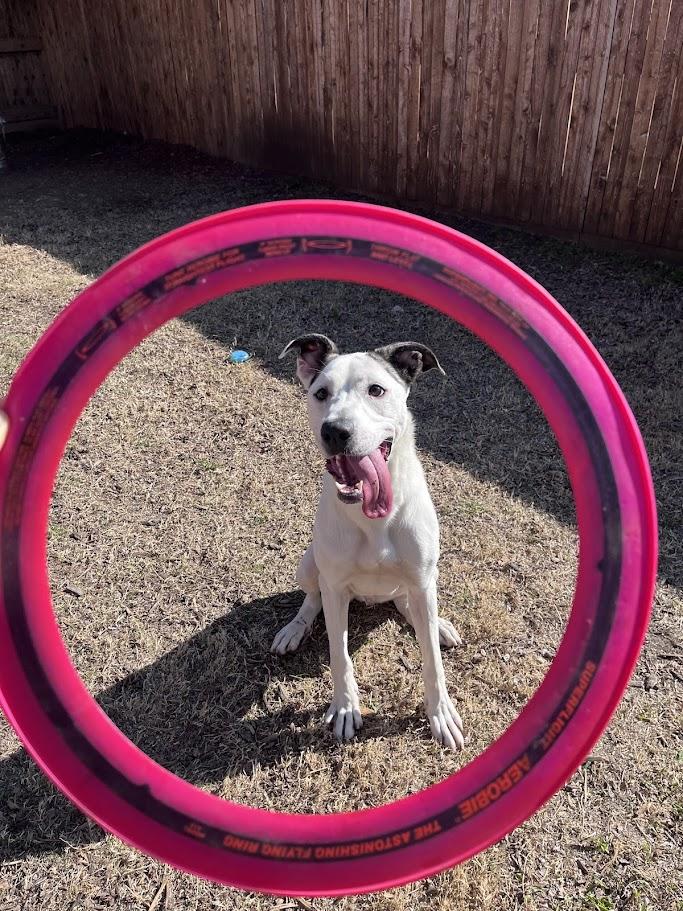 Caisson* A209706, an adopted mixed breed in Plano, TX image 2/6