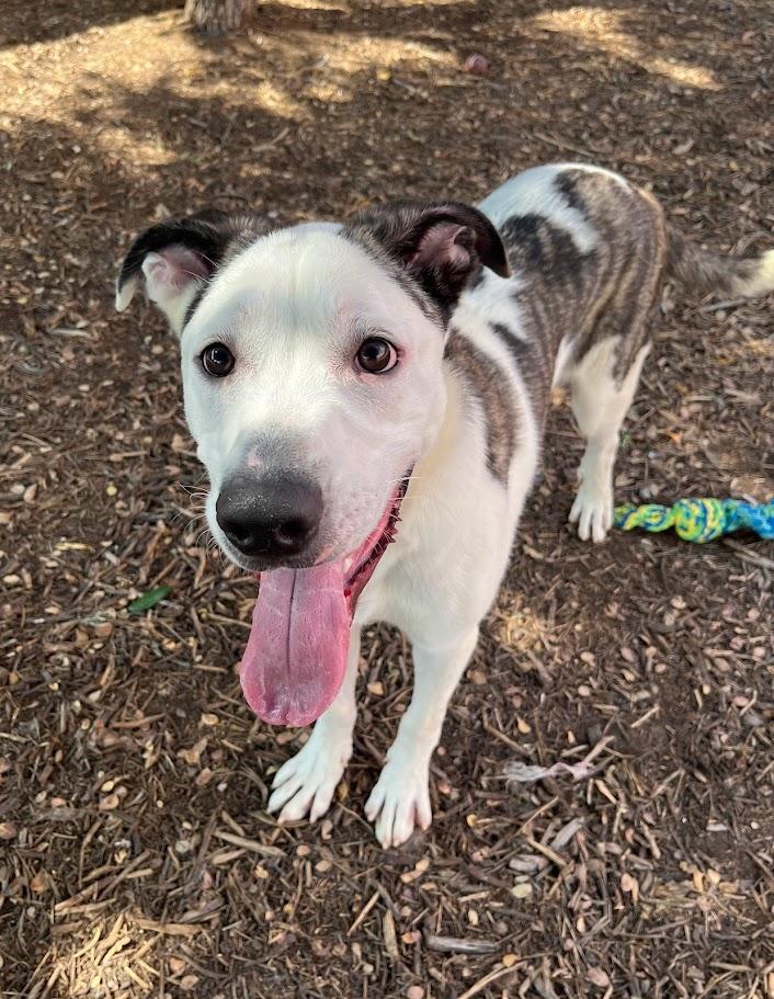 Enlarge Caisson* A209706, a Adoptable mixed breed in Plano, TX image 2/6