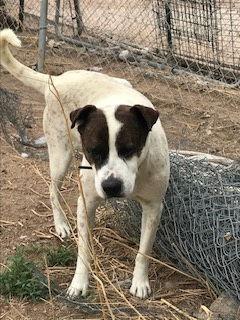 Enlarge Rocky heeler, a Adoptable mixed breed in Westminster, CO image 2/3