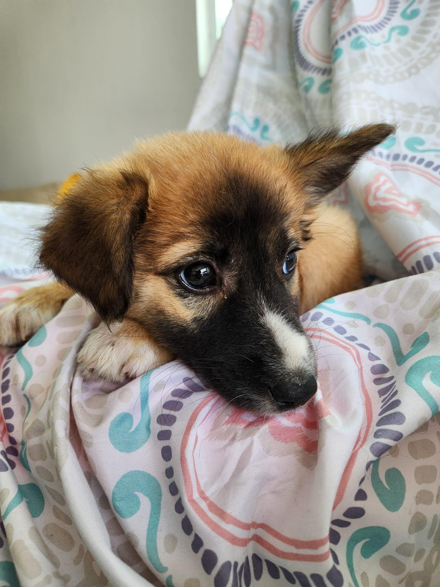 Enlarge CHIANTI - calm & sweet!, a Adoptable mixed breed in New York, NY image 2/6