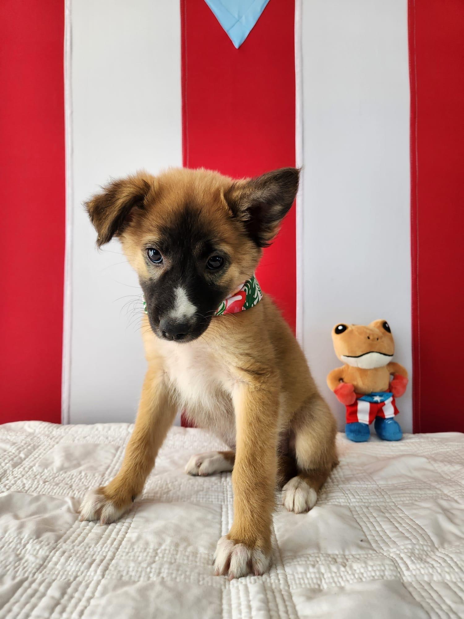 Enlarge CHIANTI - calm & sweet!, a Adoptable mixed breed in New York, NY image 1/6