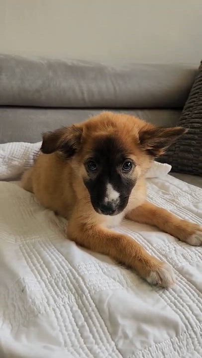 Enlarge CHIANTI - calm & sweet!, a Adoptable mixed breed in New York, NY video 5/6