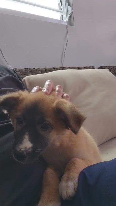 Enlarge CHIANTI - calm & sweet!, a Adoptable mixed breed in New York, NY video 6/6