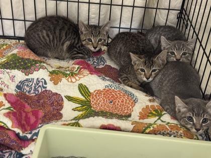 Tala — thumbnail 2