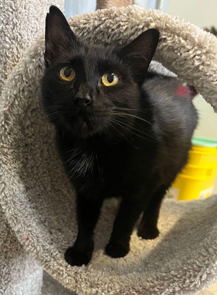 Enlarge Tilda, a Adoptable Domestic Short Hair in McPherson, KS image 1/1
