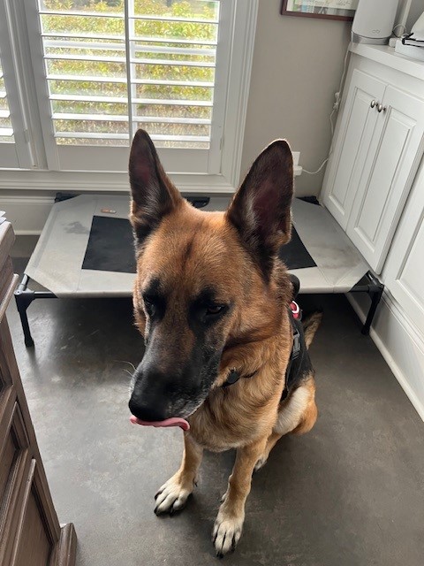 Enlarge Chayse, a Adopted German Shepherd Dog in Gallatin, TN image 4/6