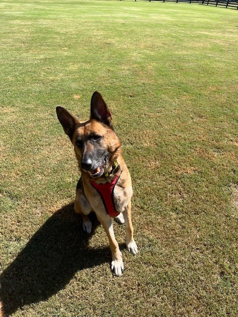 Enlarge Chayse, a Adopted German Shepherd Dog in Gallatin, TN image 5/6