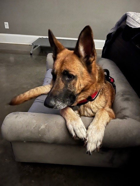 Enlarge Chayse, a Adopted German Shepherd Dog in Gallatin, TN image 1/6