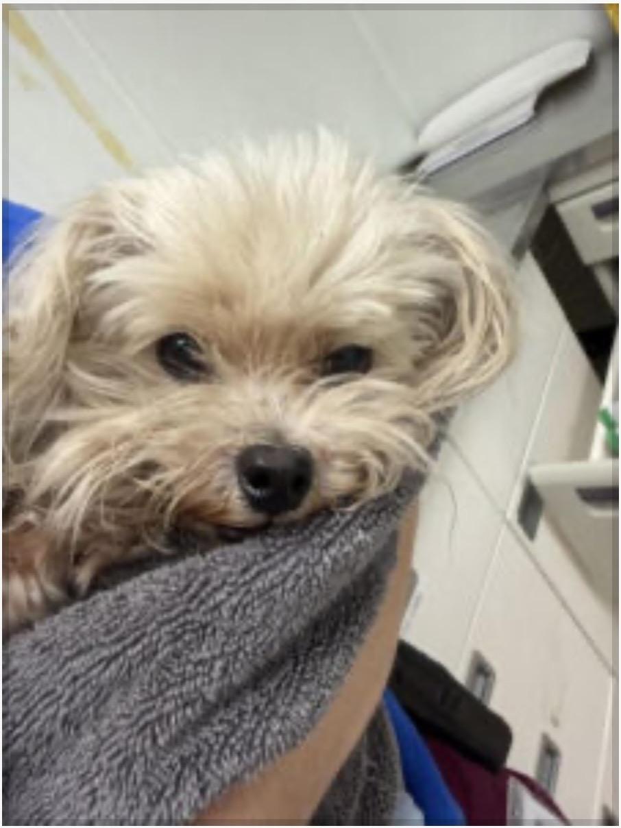 Dusty Rhodes, ADOPTABLE, Senior Male Miniature Poodle.