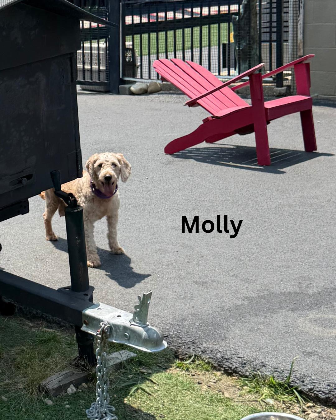 Molly photo 2