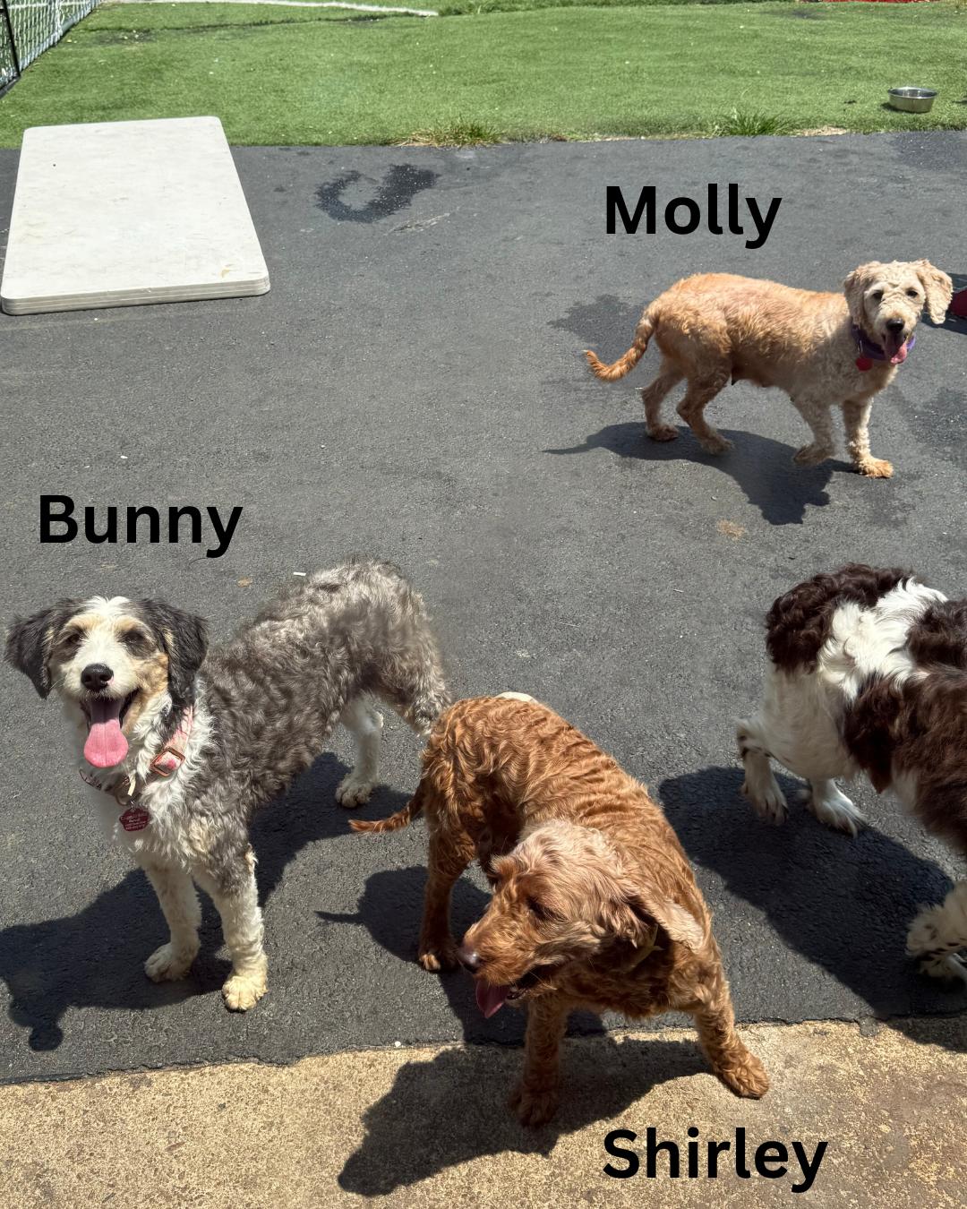 Molly photo 3