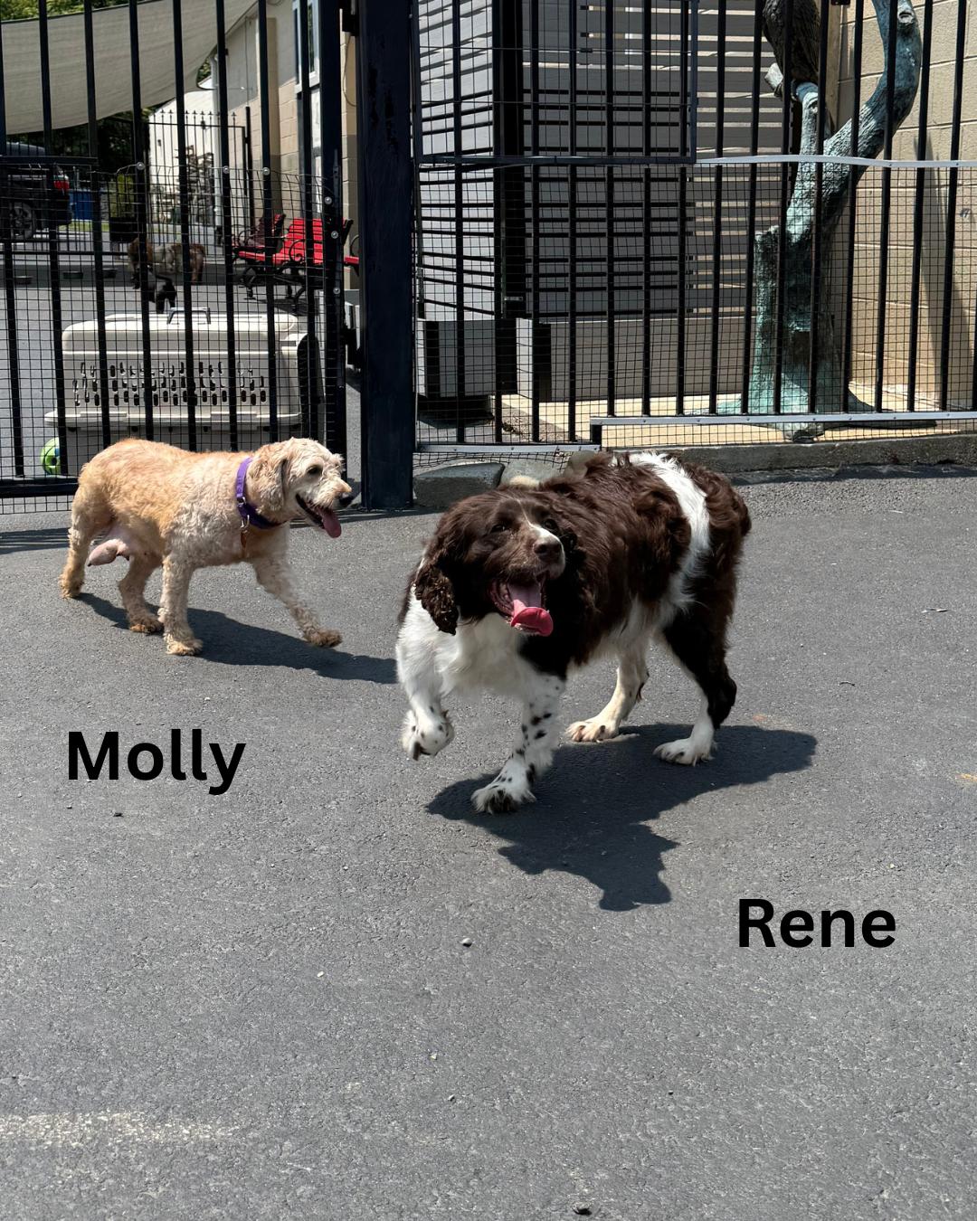 Molly photo 4