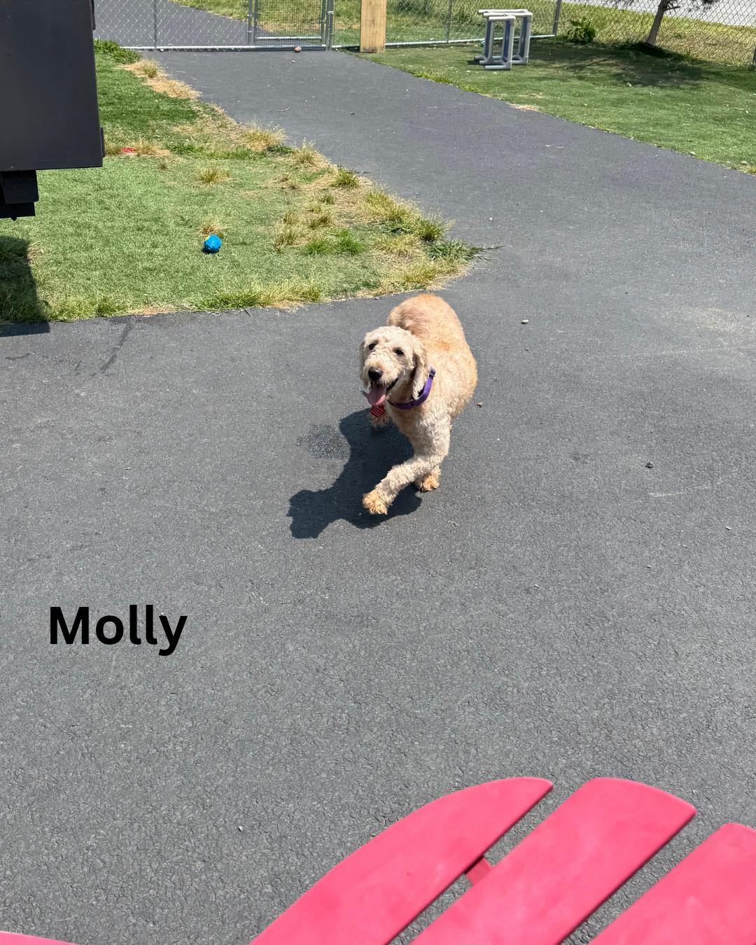Molly photo 5