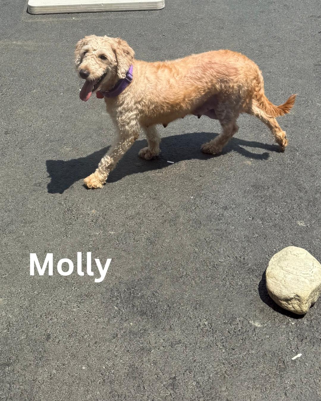 Molly, Adult Female Goldendoodle