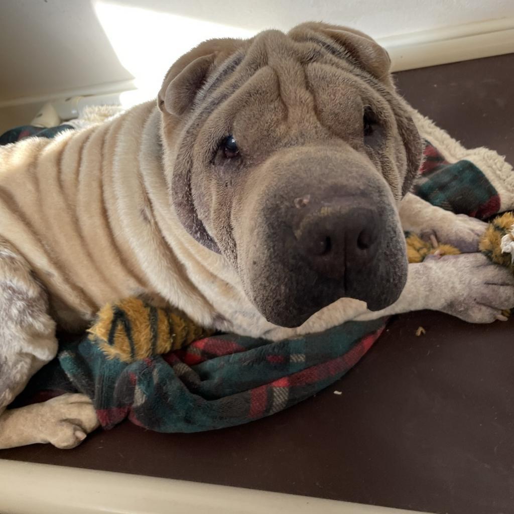 Fawkes — thumbnail 2