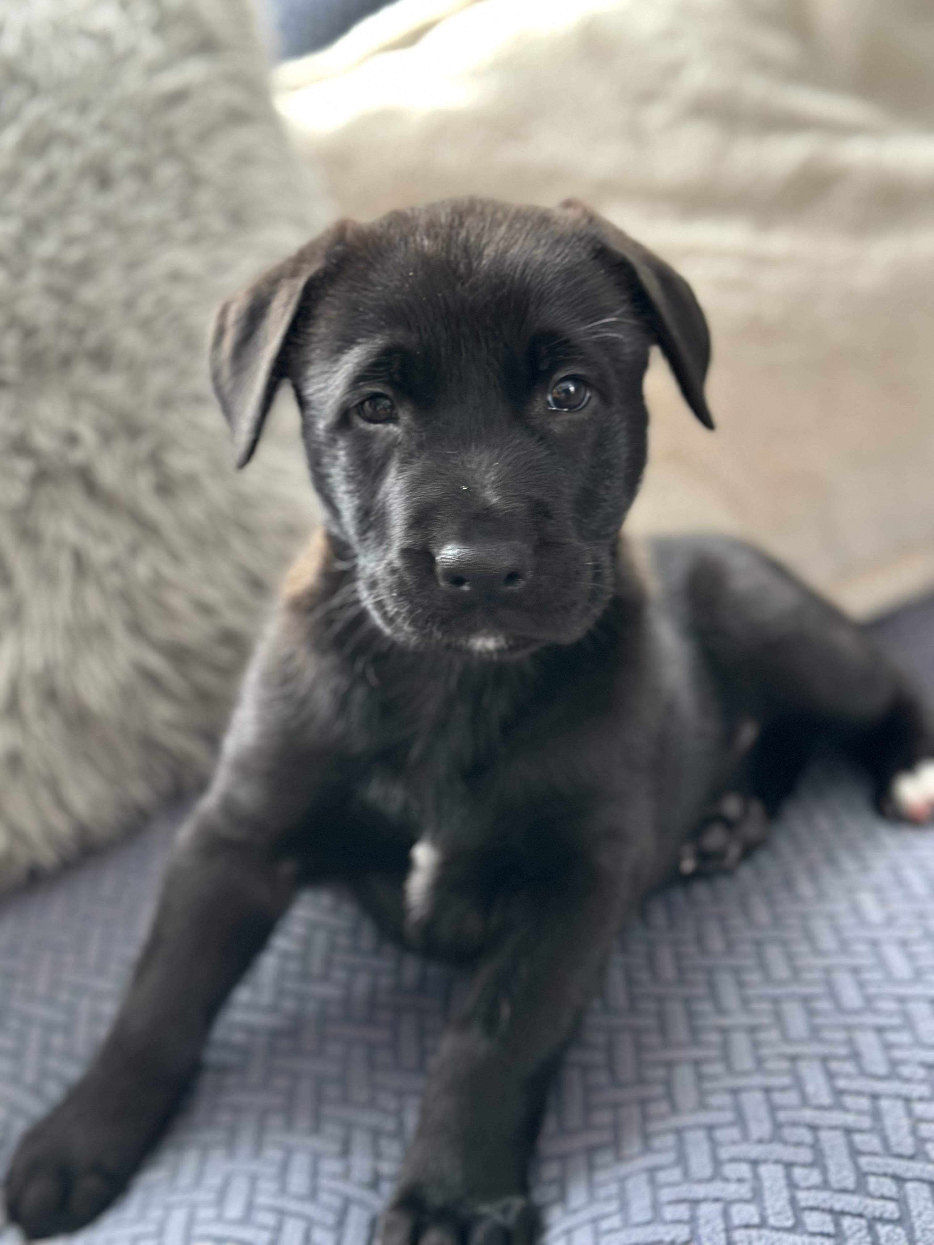 Enlarge Dumpling, a Adoptable mixed breed in Iron River, MI image 1/2