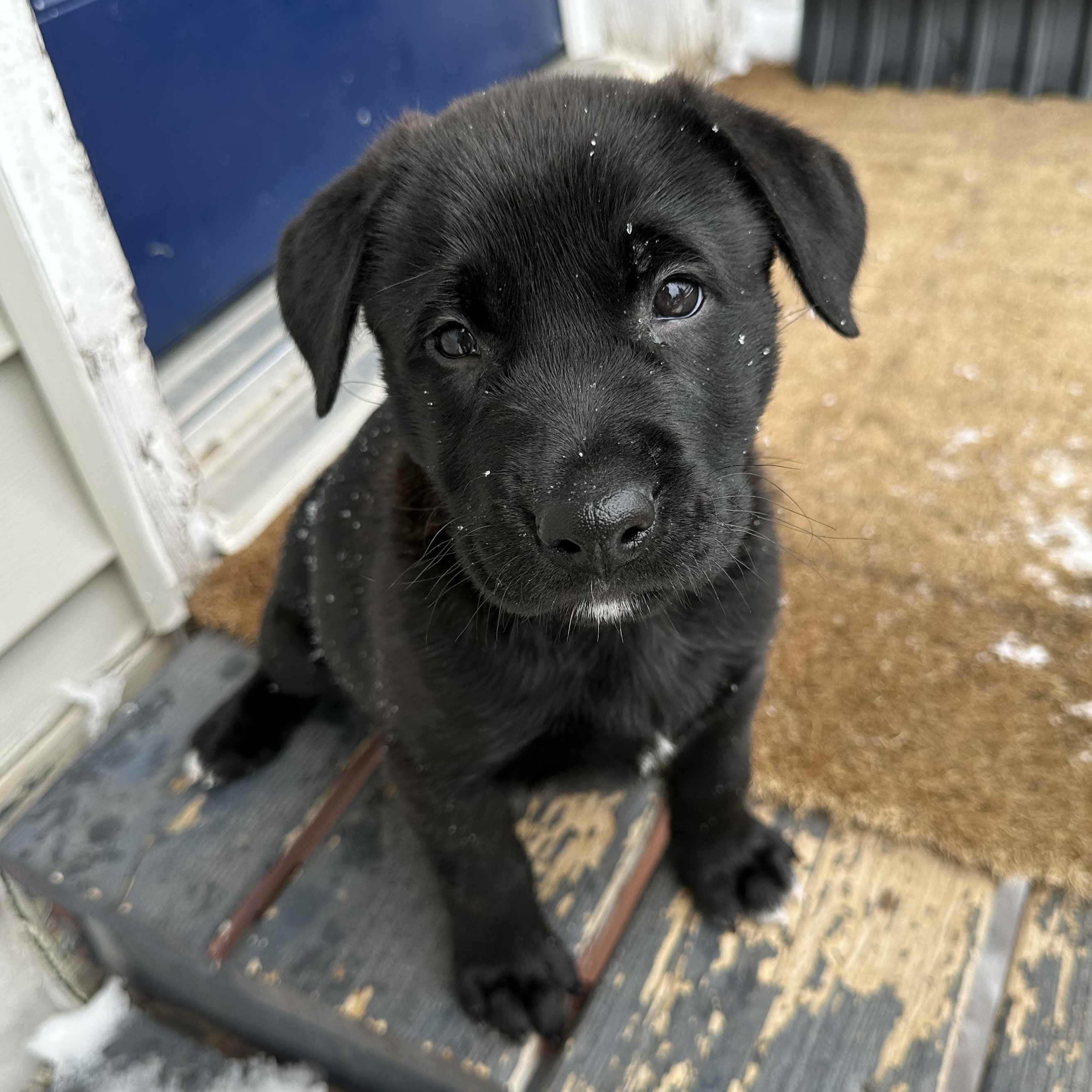 Enlarge Dumpling, a Adoptable mixed breed in Iron River, MI image 2/2