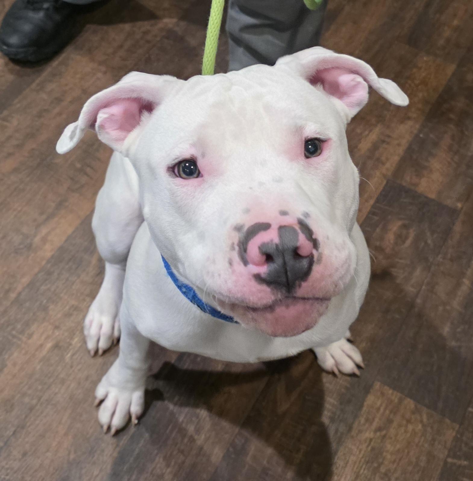 Enlarge IPA, a Adopted Pit Bull Terrier in Newport, OR image 1/2