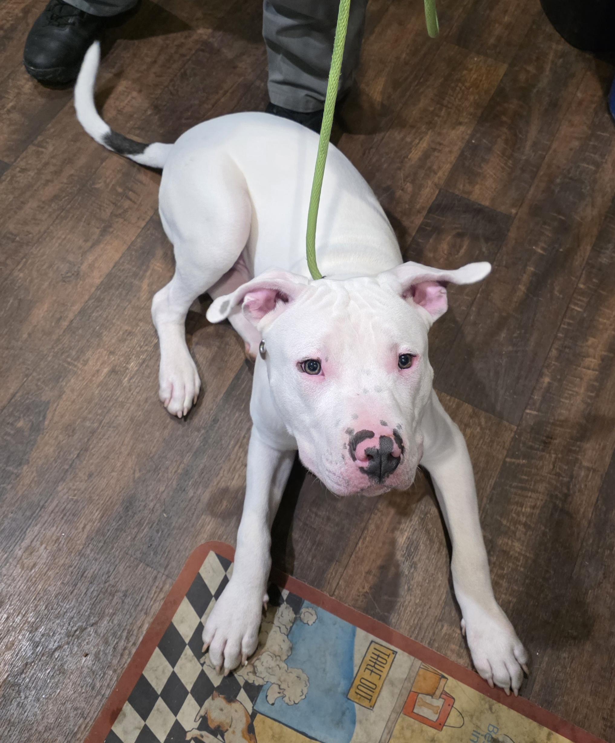 Enlarge IPA, a Adopted Pit Bull Terrier in Newport, OR image 2/2