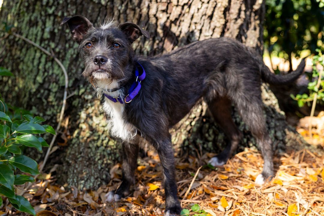 Enlarge SAGE, a Adopted mixed breed in Santa Fe, TX image 2/4