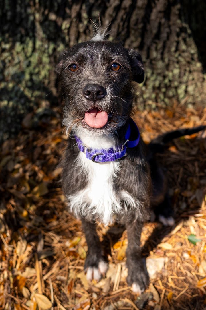Enlarge SAGE, a Adopted mixed breed in Santa Fe, TX image 3/4
