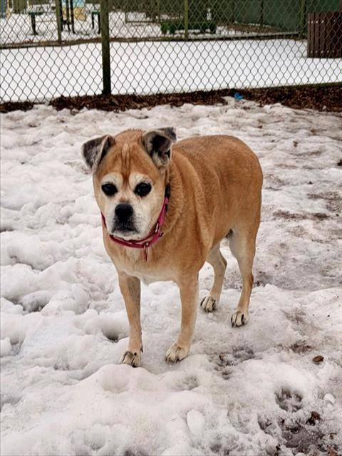 ANGEL, Adoptable, Senior Female Pug & Mixed Breed.