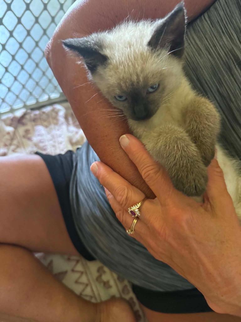Merlin SF, Adoptable, Kitten Male Siamese.