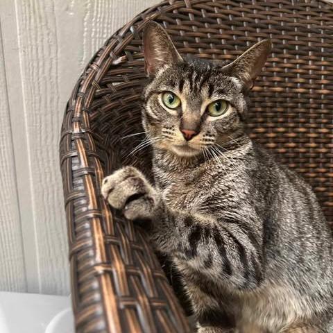 Nala, a Adoptable Domestic Short Hair in Jacksonville, OR image 1/4