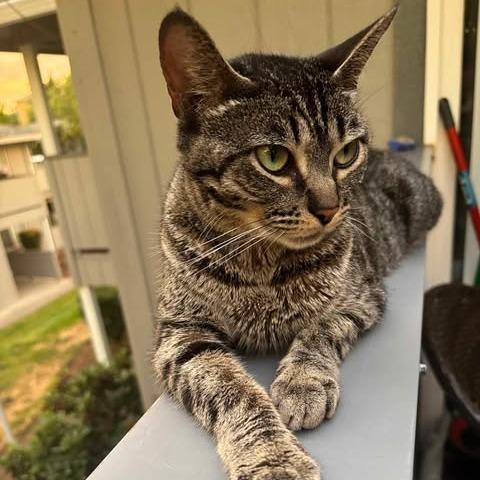 Nala, a Adoptable Domestic Short Hair in Jacksonville, OR image 2/4