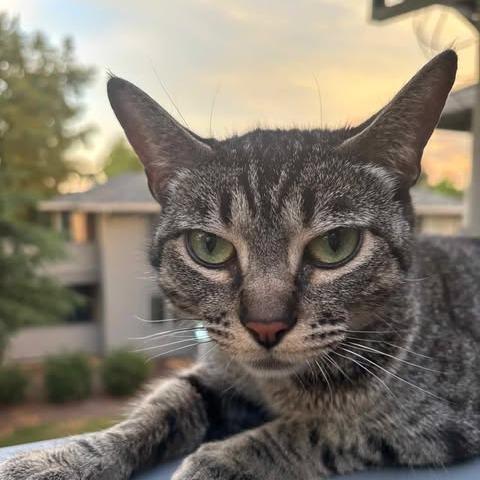 Nala, a Adoptable Domestic Short Hair in Jacksonville, OR image 3/4
