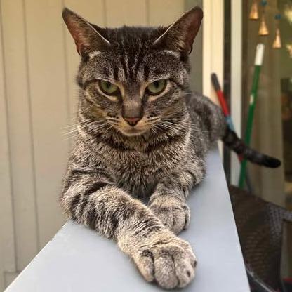 Nala, a Adoptable Domestic Short Hair in Jacksonville, OR image 4/4