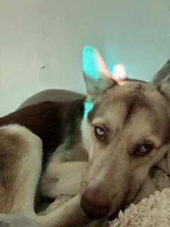 Ranger, a Adoptable Husky in Putnam, CT image 3/6