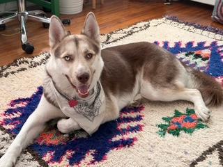Ranger, a Adoptable Husky in Putnam, CT image 1/6