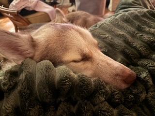 Ranger, a Adoptable Husky in Putnam, CT image 6/6