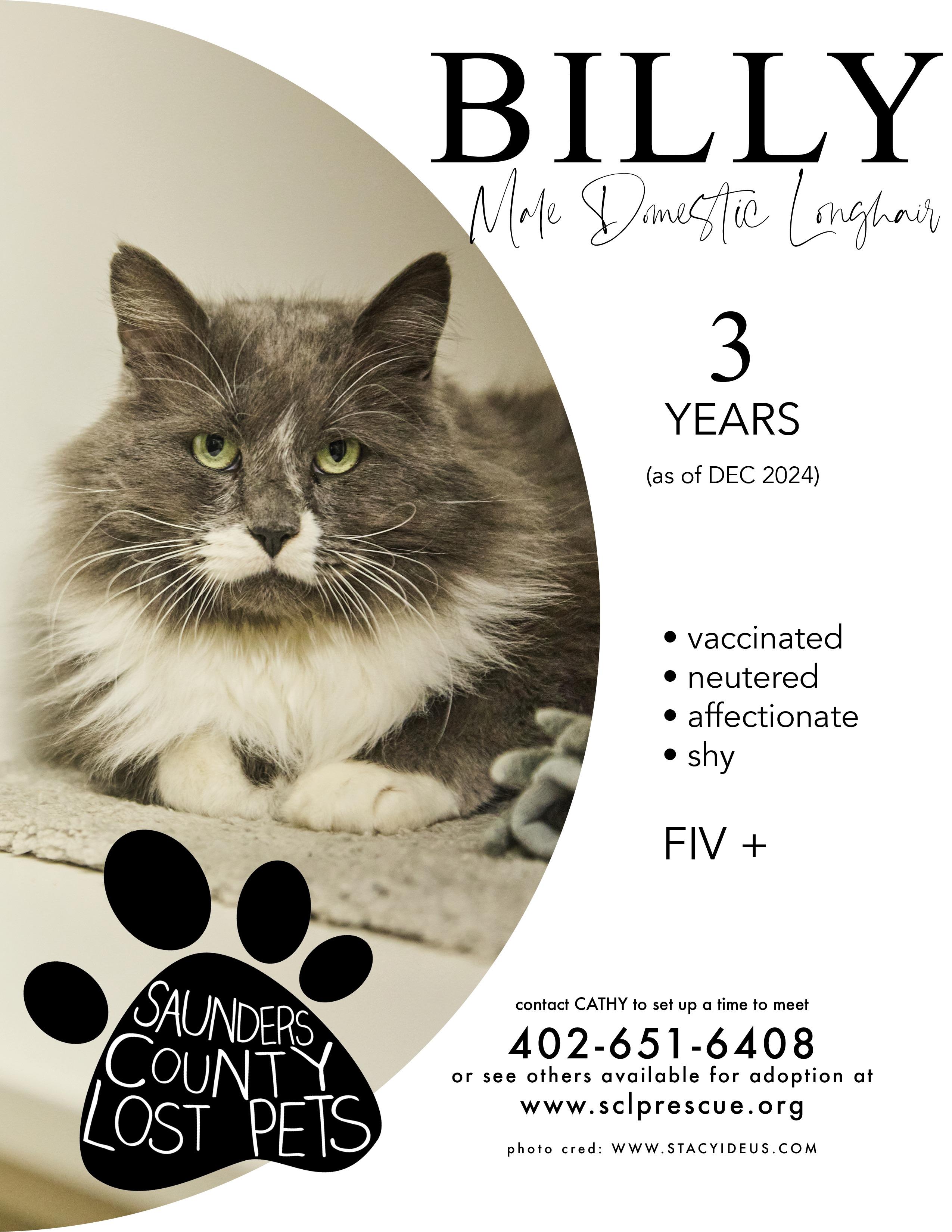 Billy, Adoptable, Adult Male Domestic Long Hair.
