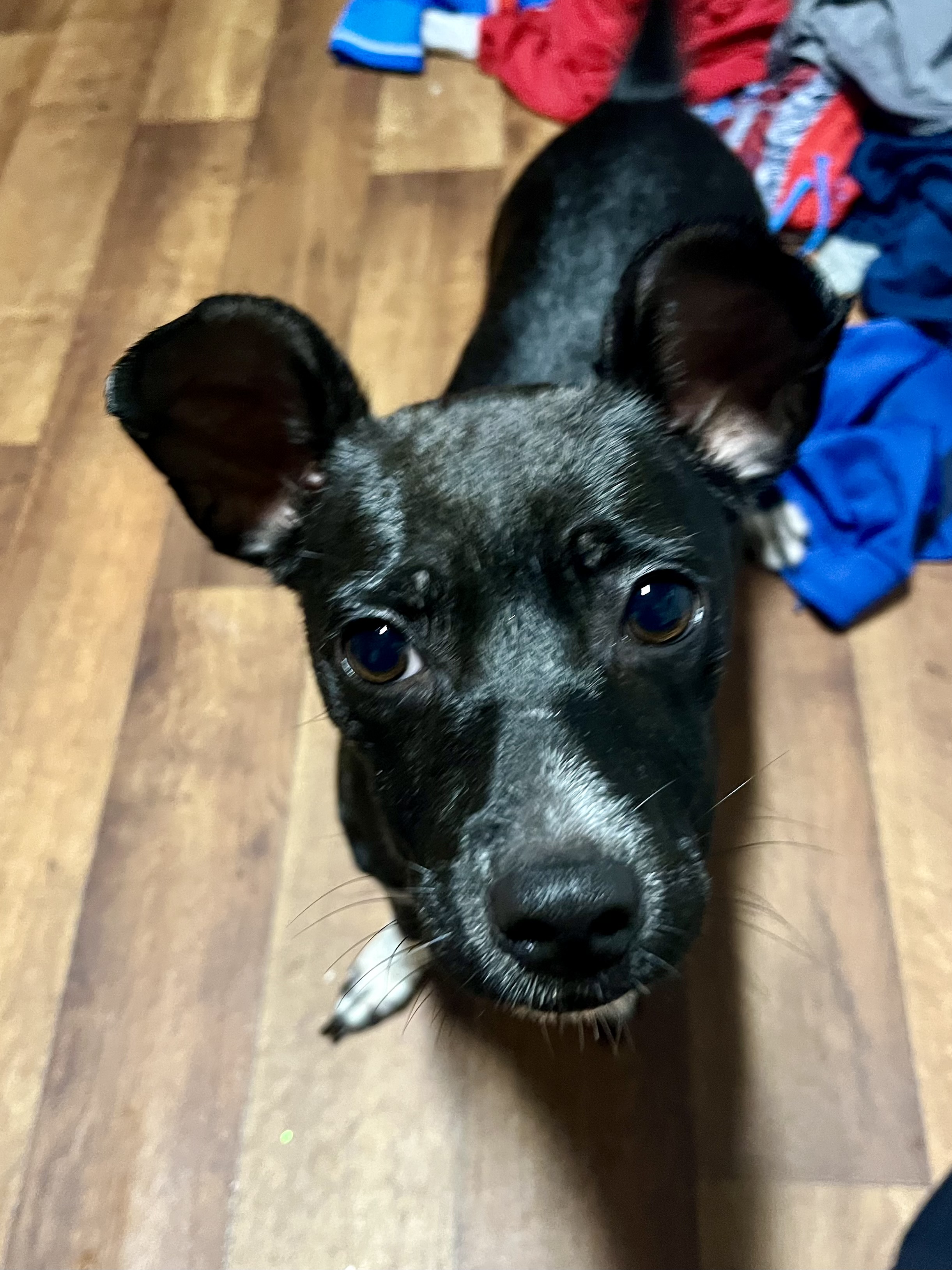 Dog for adoption Baby Dee, a Terrier Mix in Port Saint Lucie, FL