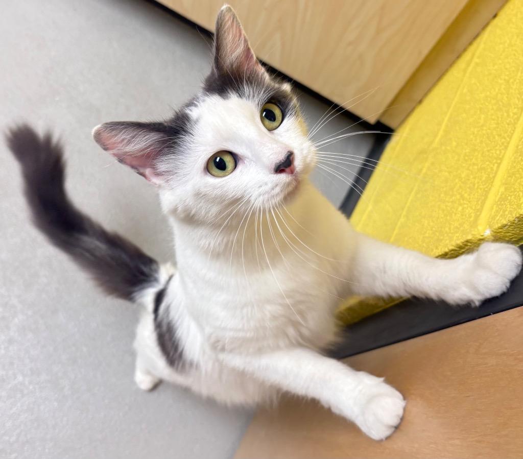 Enlarge Lottie / AC 27540, a Adoptable mixed breed in Greeneville, TN image 1/1