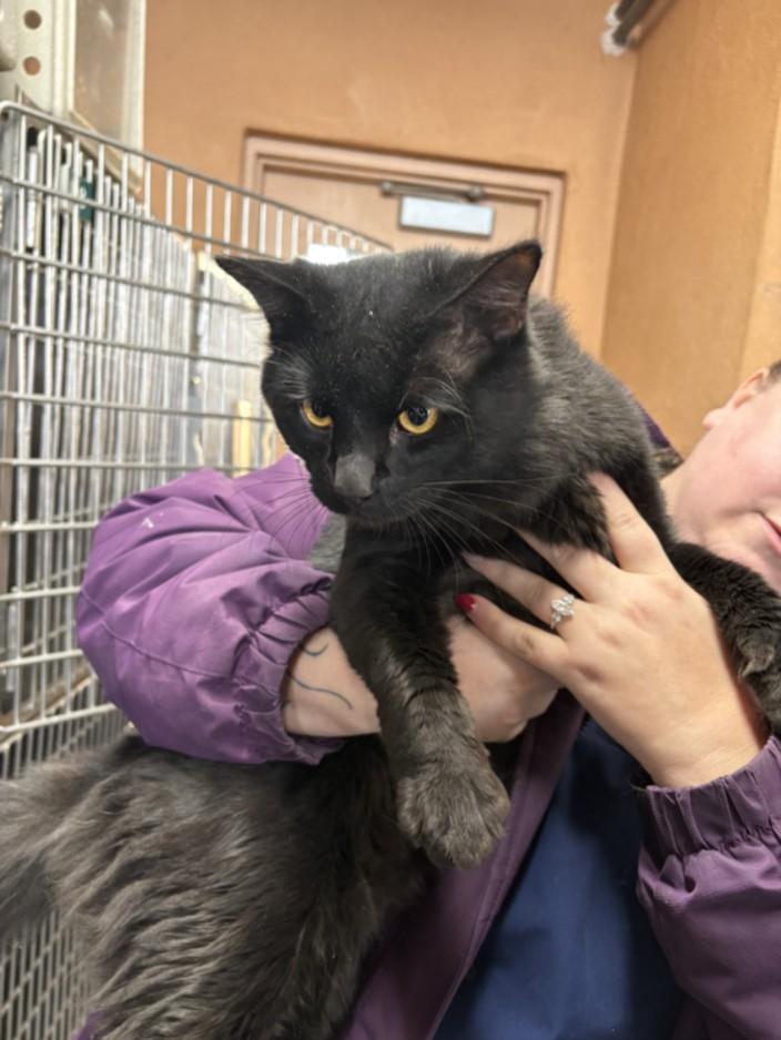 2.0, Adoptable, Adult Male Domestic Short Hair.