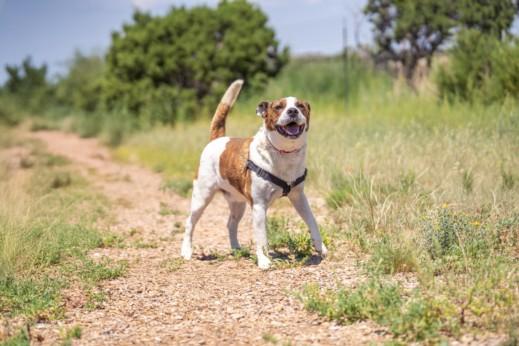 BUDDY, Adoptable, Adult Male Mixed Breed.