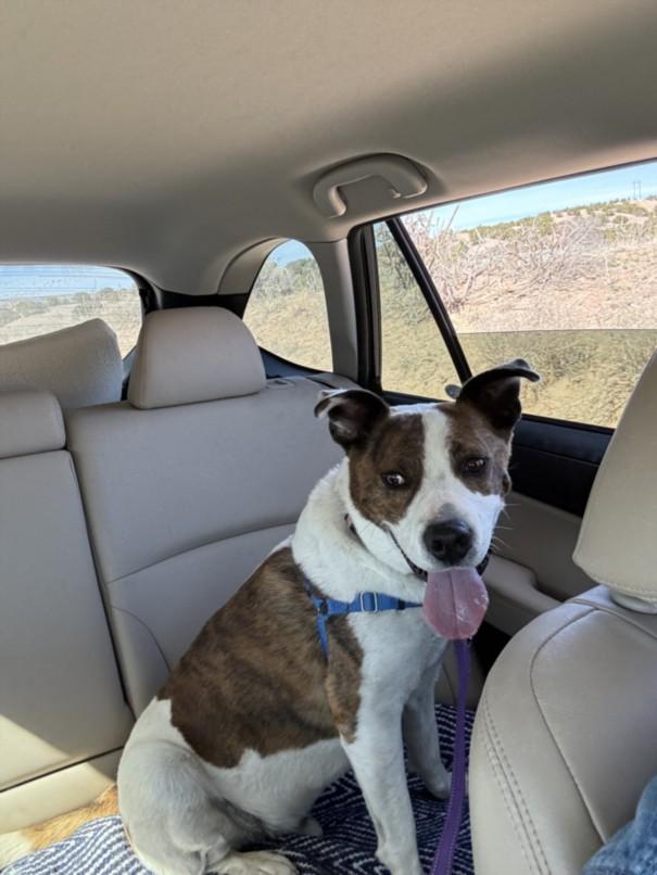 BUDDY, Adoptable, Adult Male Mixed Breed.