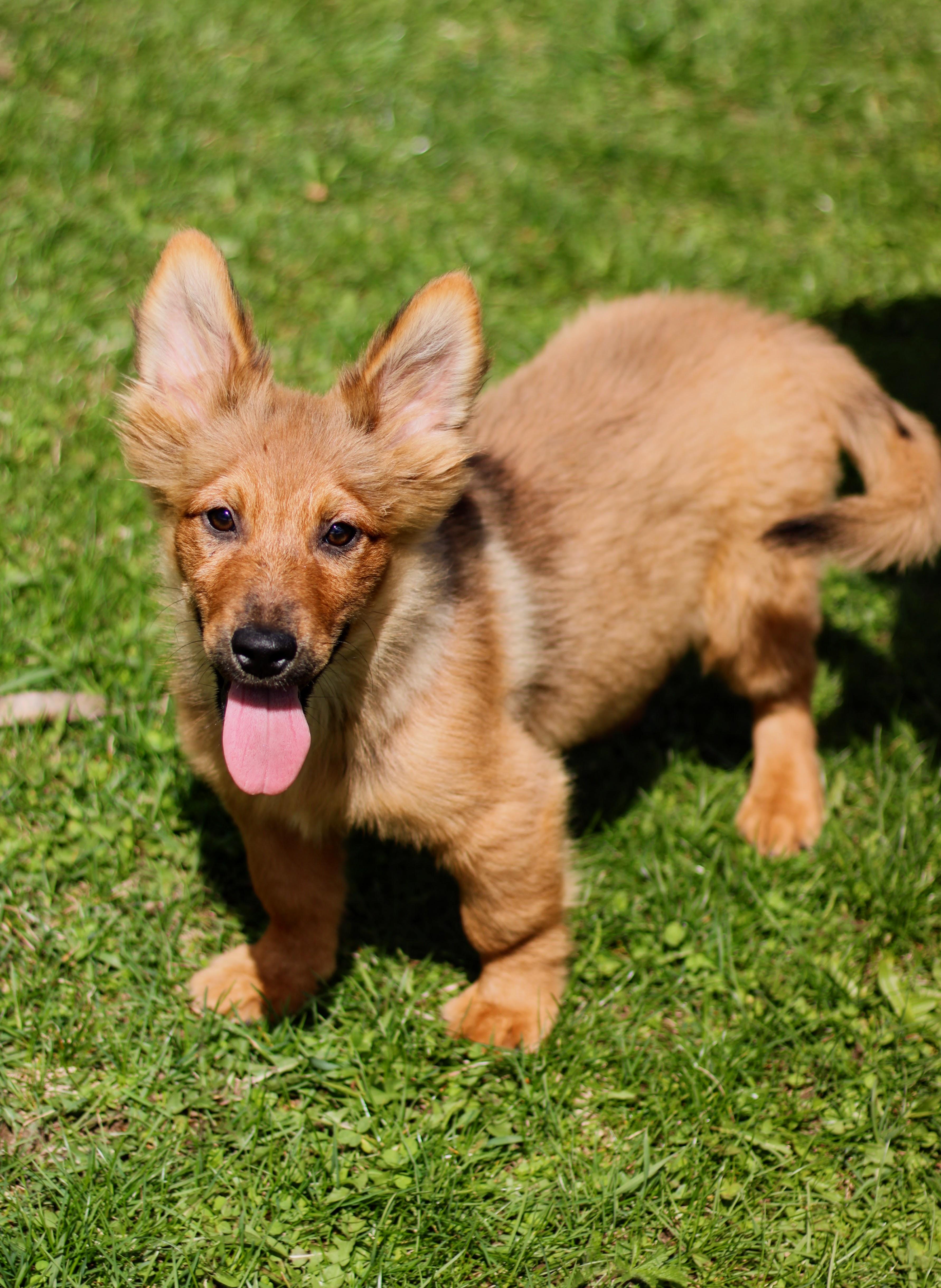 Enlarge Paloma, an adopted mixed breed in Battle Creek, MI image 4/4