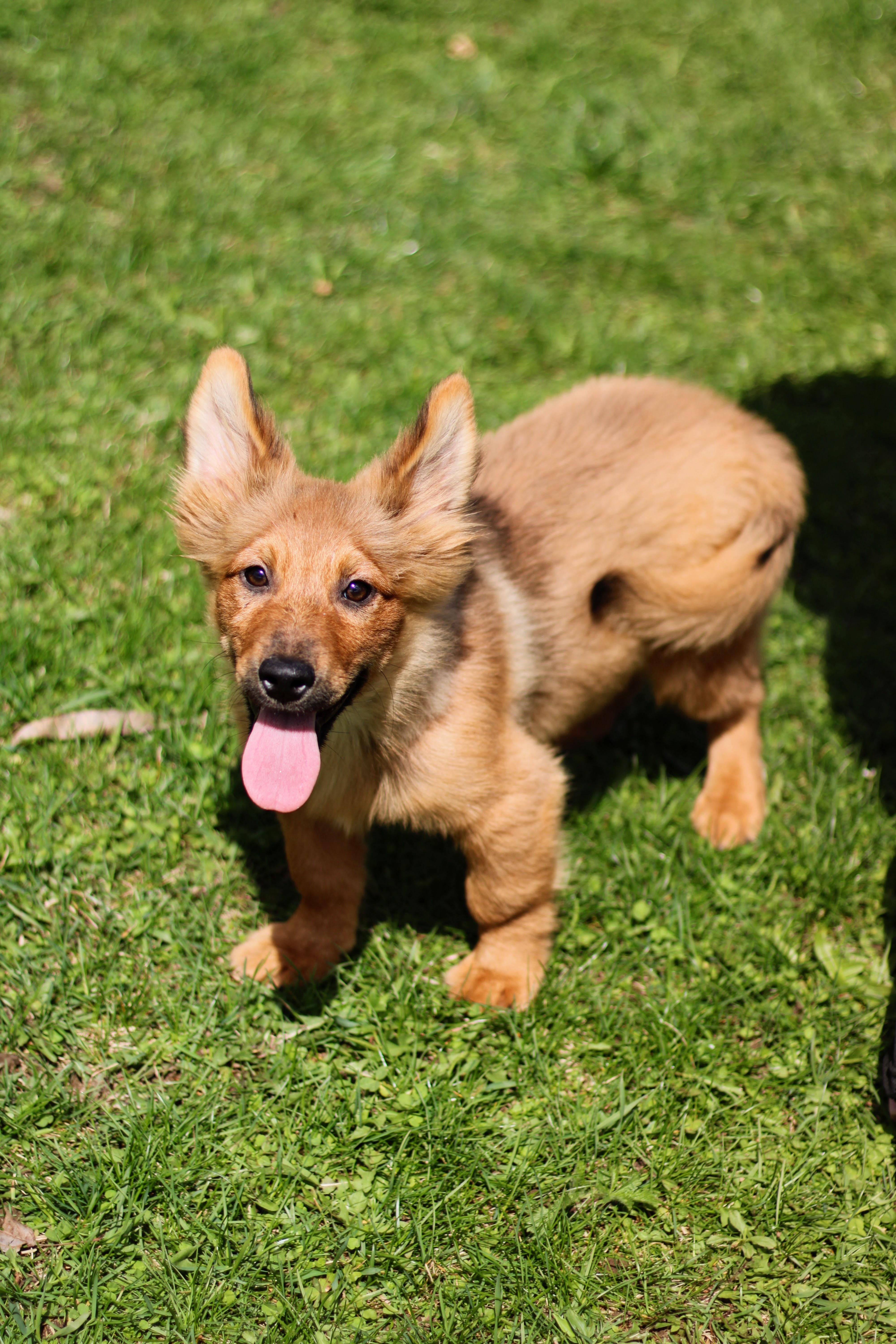 Paloma, adopted, Puppy Female Corgi.